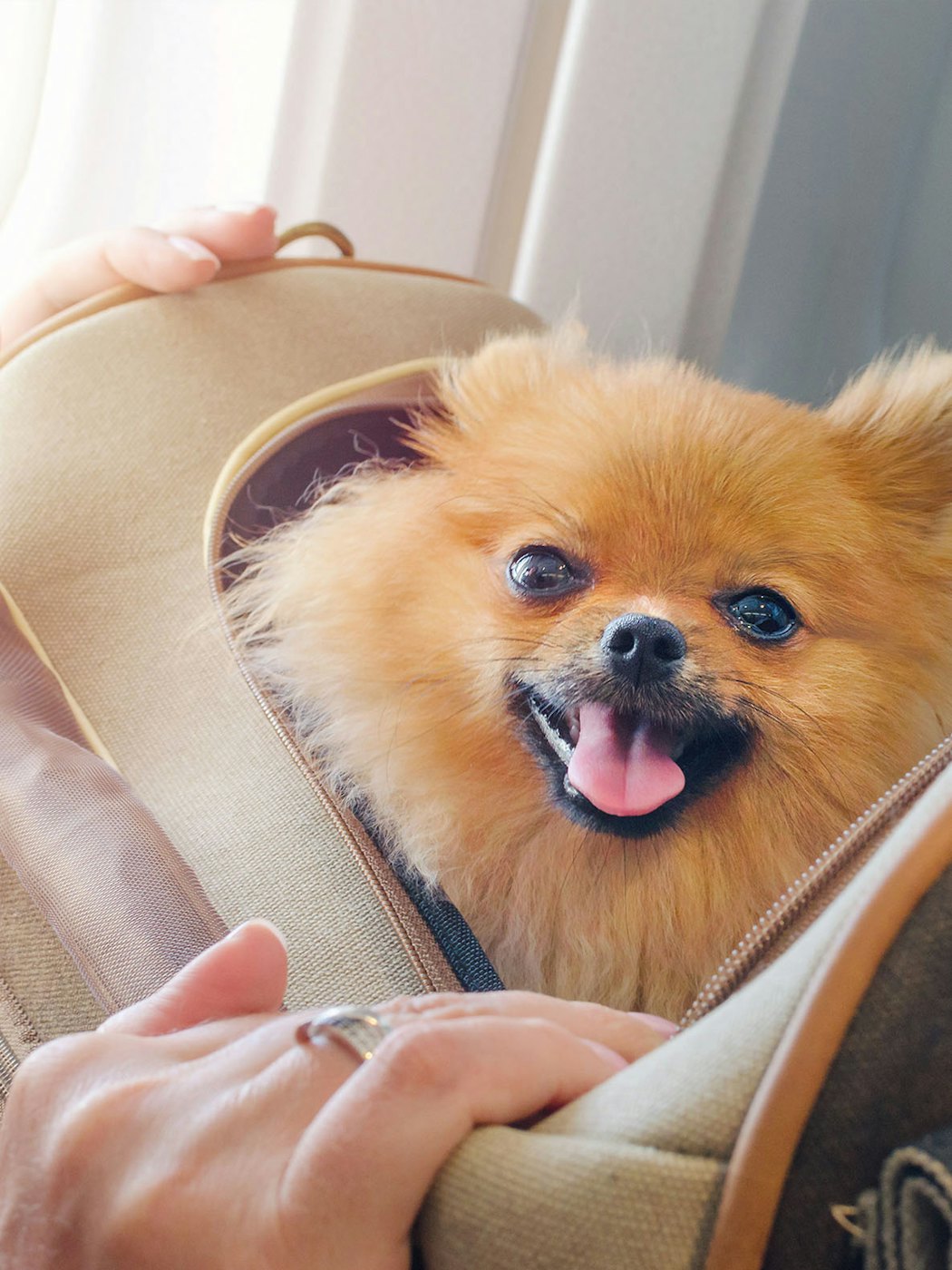 Flyga med hund – de här gäller Vi på ZOO.se er att hitta
