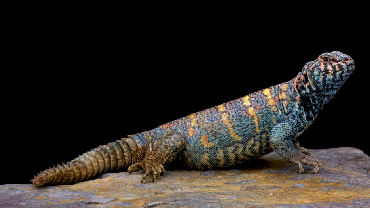 ornatespiny-tailedlizarduromastyxornataornataegypt