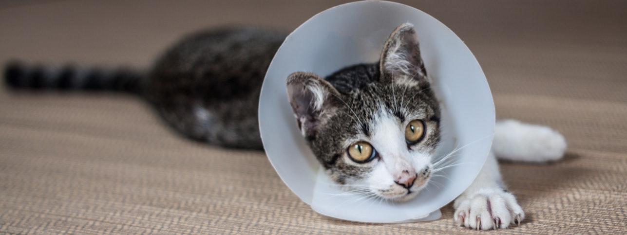 sickcat