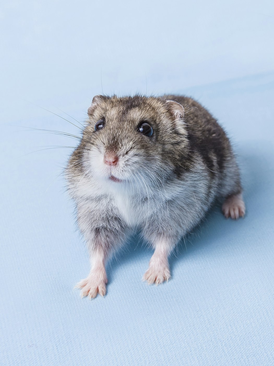 Hoito ohjeet Ostoslista K pi hamsteri Hoito ohjeet Ostoslista K pi hamsteri