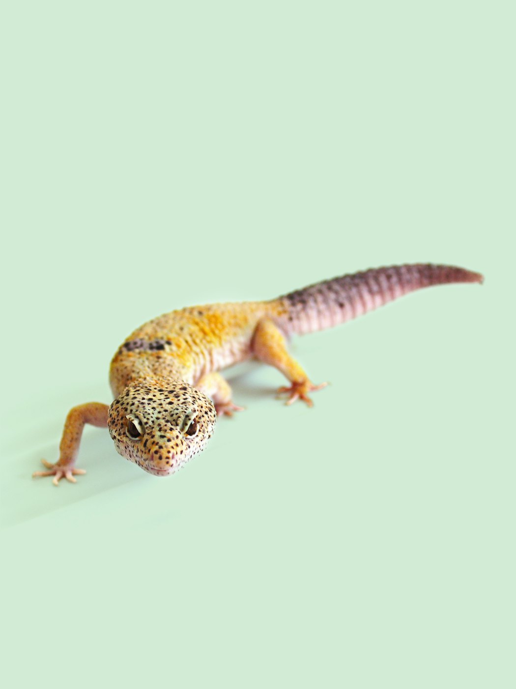 close-upleopardgeckofront