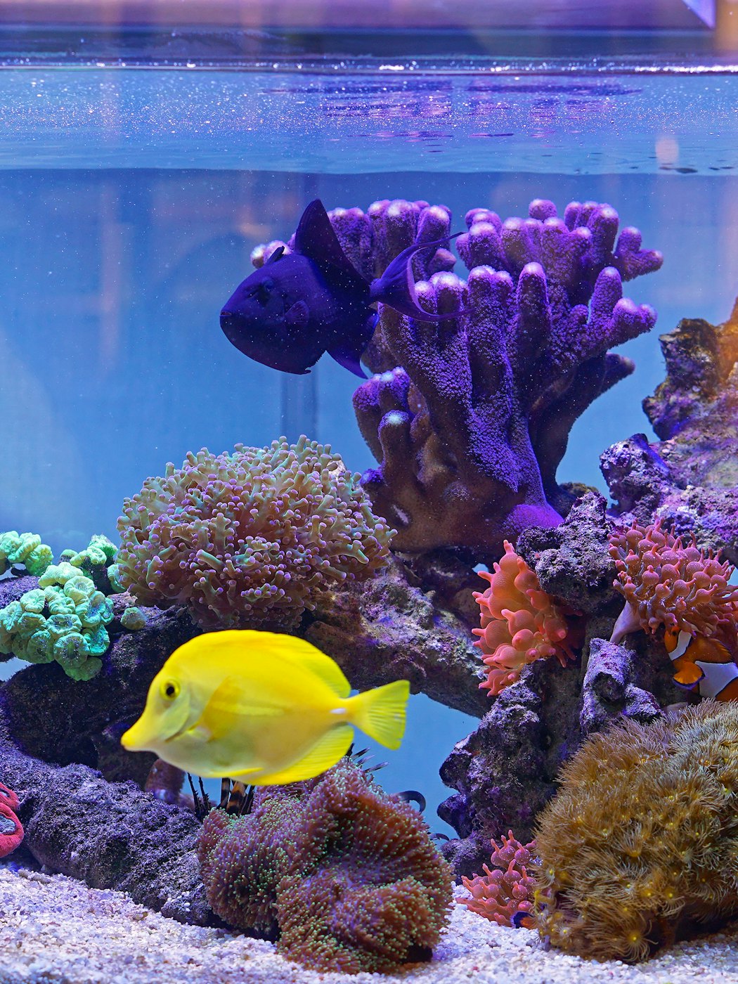 yellowtangpetfishincoralaquarium