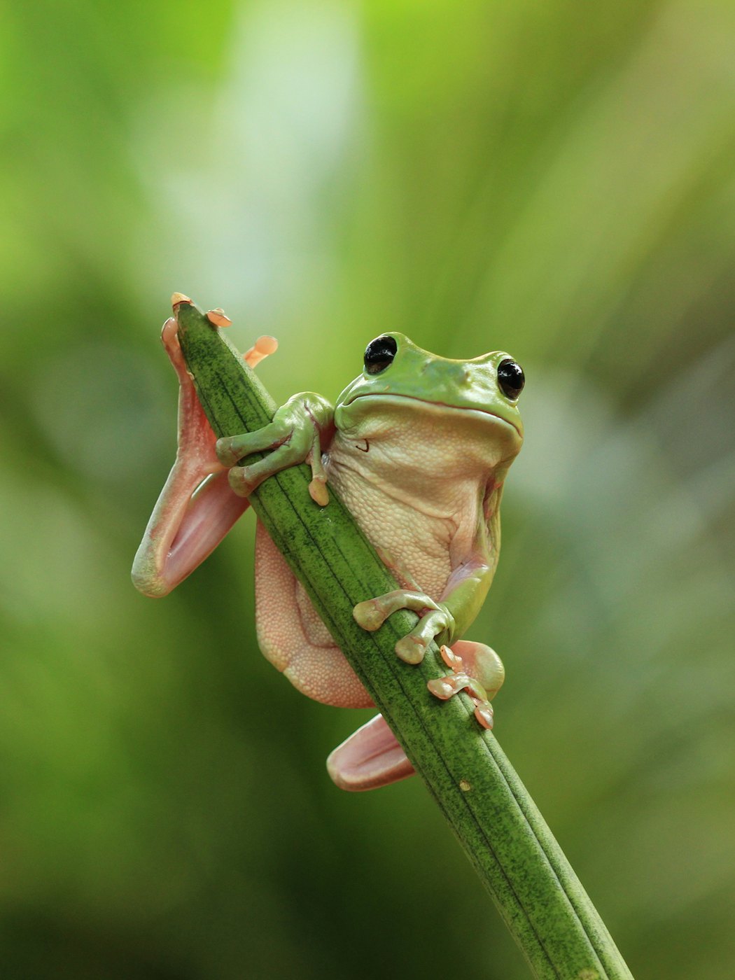 australiangreentreefrog-dumpyfrog