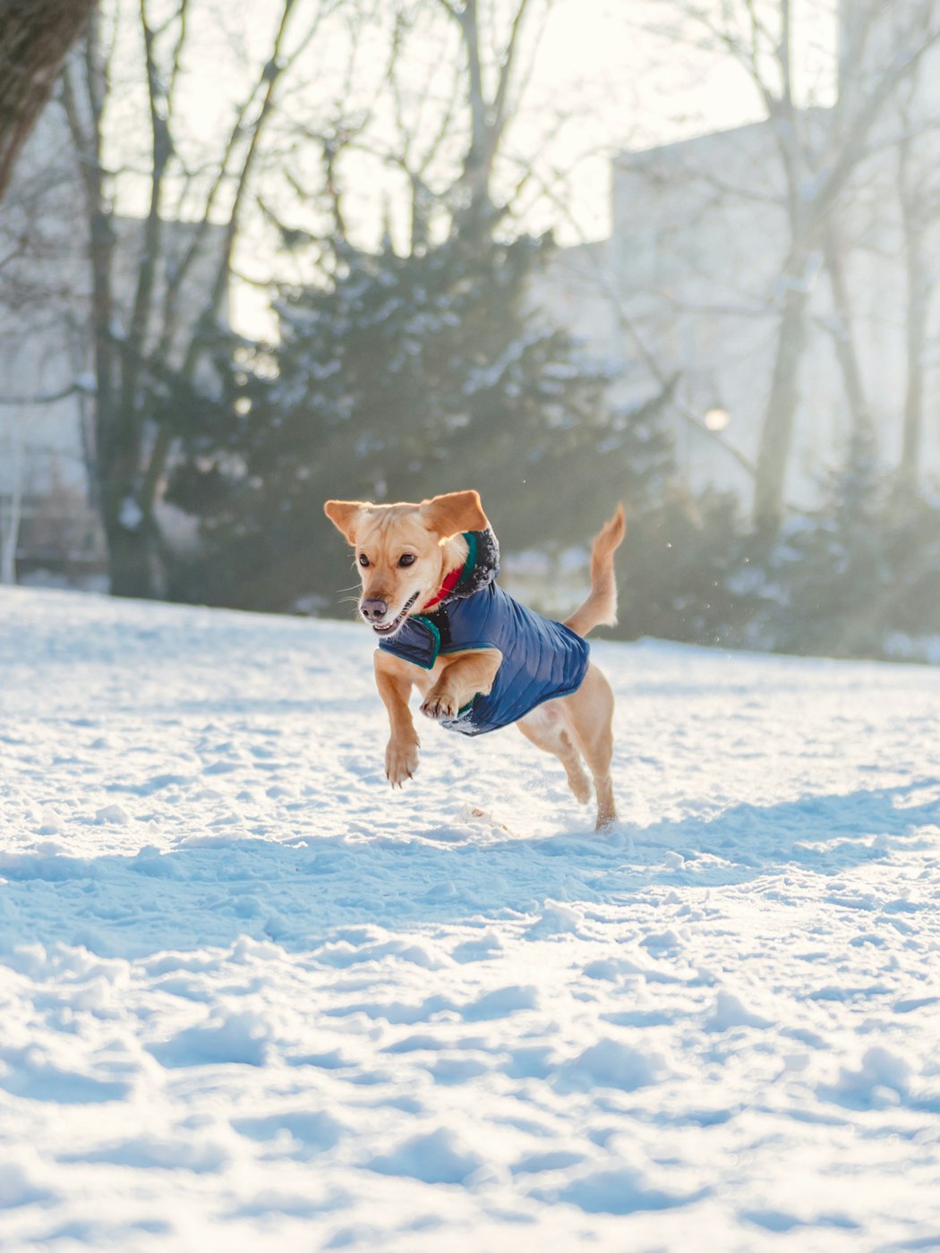 womanplayingwithdogoutdooronsnowinsunnywinter-3