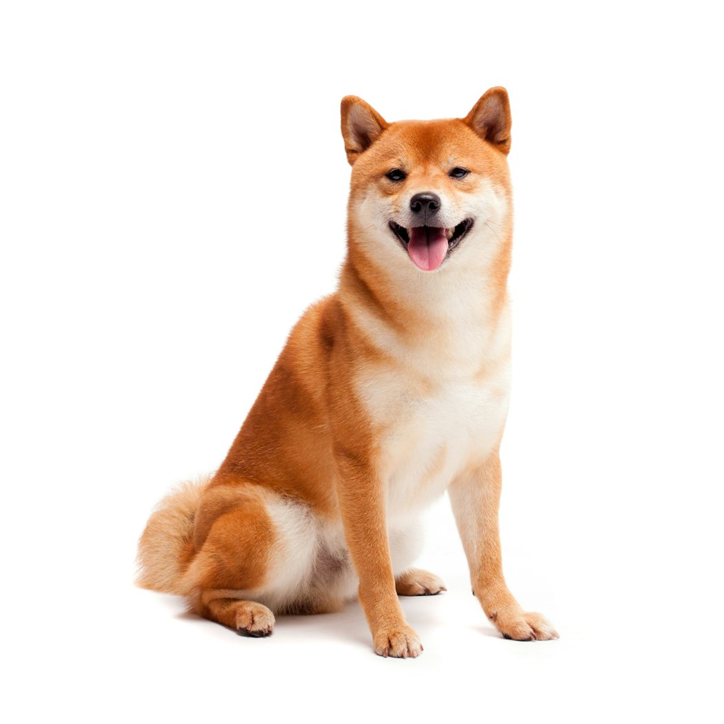 shibainu-dogsaresitting-red-hairedjapanesedog-ahappy-2