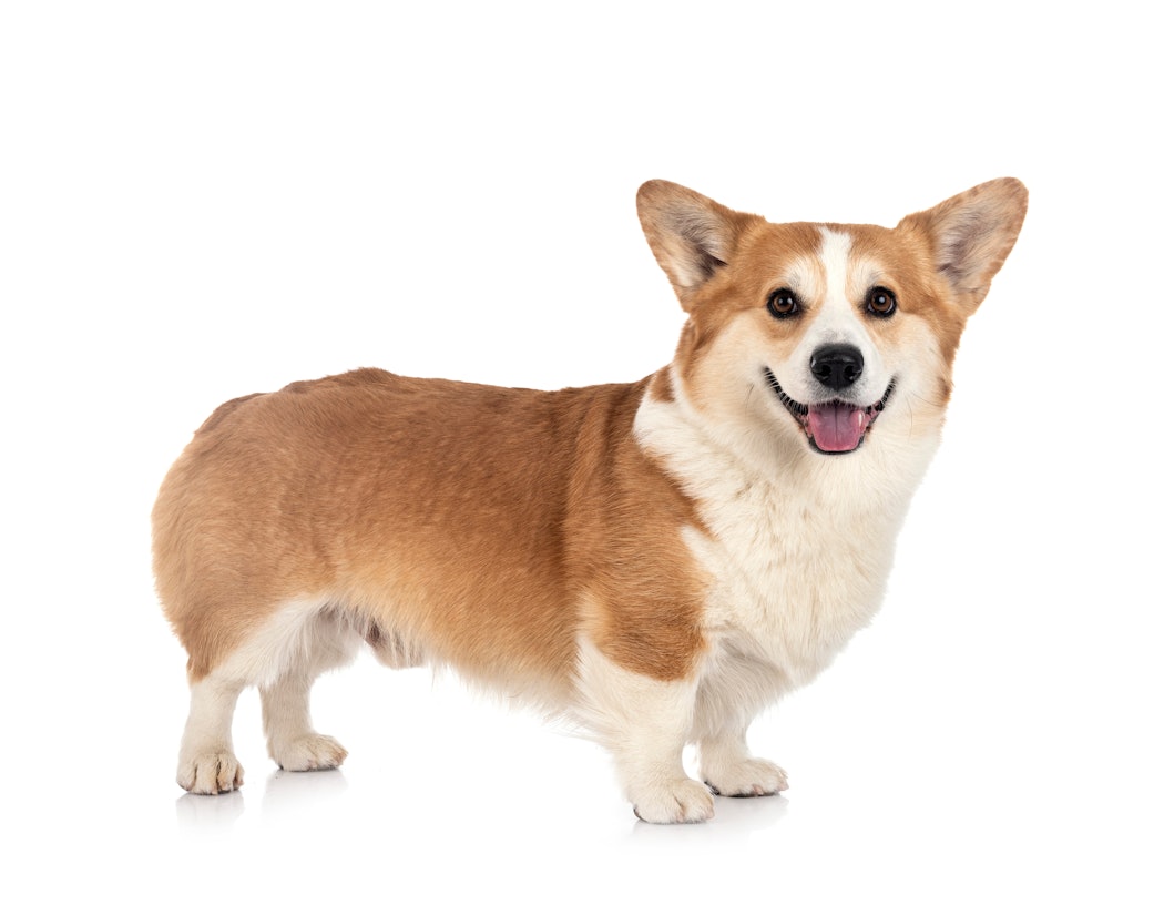 youngpembrokewelshcorgiinfrontofwhitebackground-2