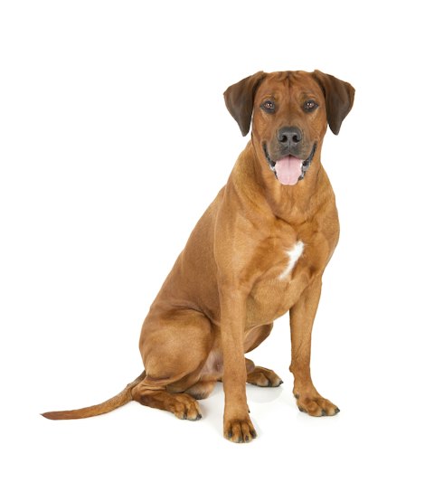 Rhodesian ridgeback - Lær alt om rhodesian ridgebacks - ZOO.no