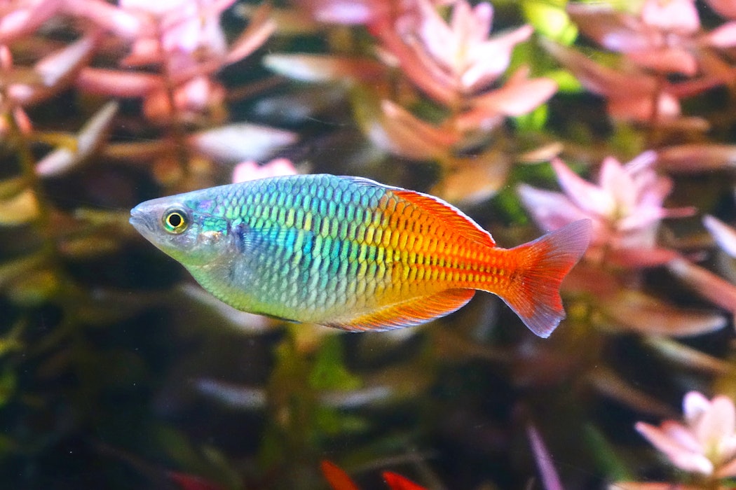 aquariumfishboesemanirainbowfishselectivefocus
