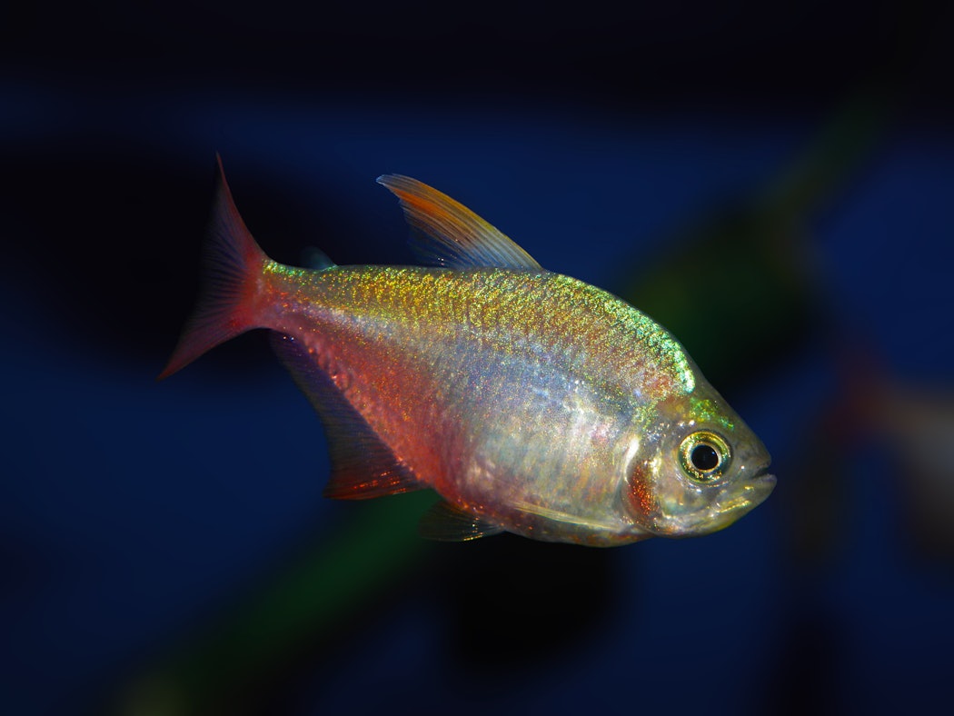 aquariumfish-hyphessobryconcolumbianuszarskegary2002