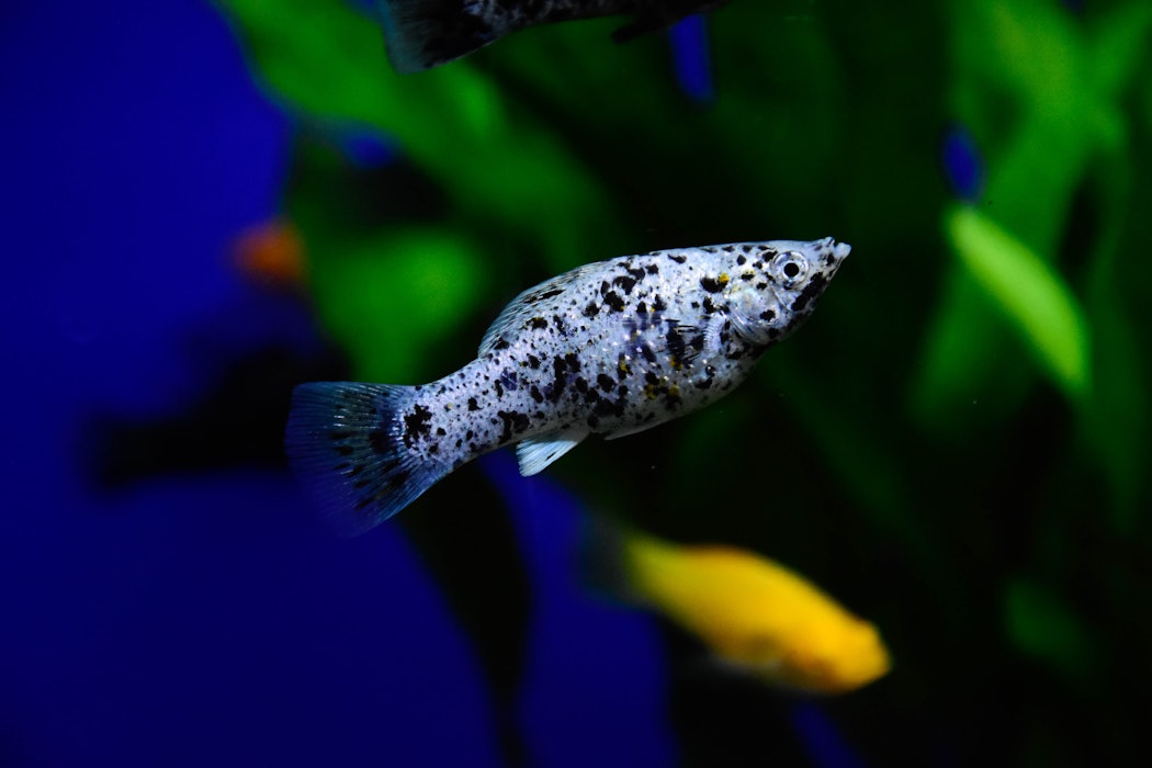 freshwateraquariumfishthesail-finmollypoeciliaveliferagold