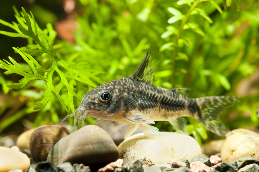 aquariumcorydoraspaleatusfish