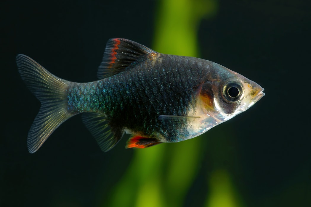 greenmosstigerbarbpuntiustetrazonaaquariumfish