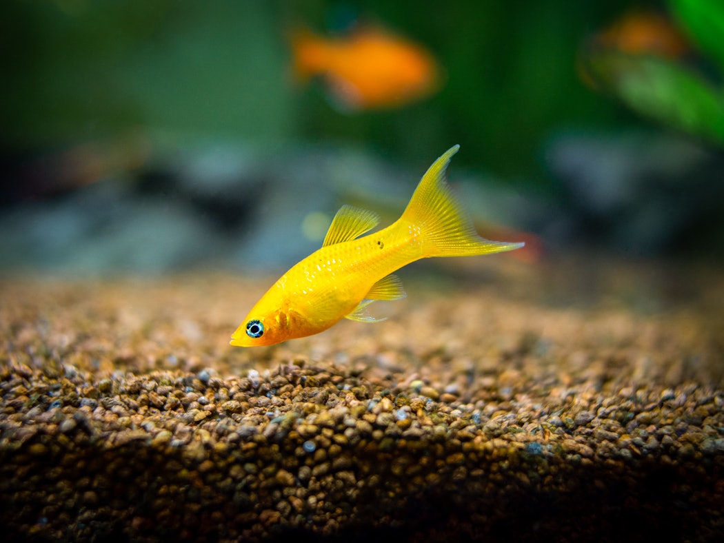 yellowmollyfishpoeciliasphenopsswimmingonafishtank