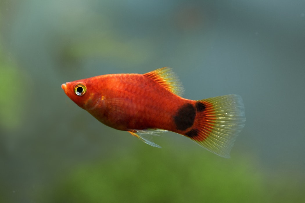 xiphophorusmaculatus-redplatyfish