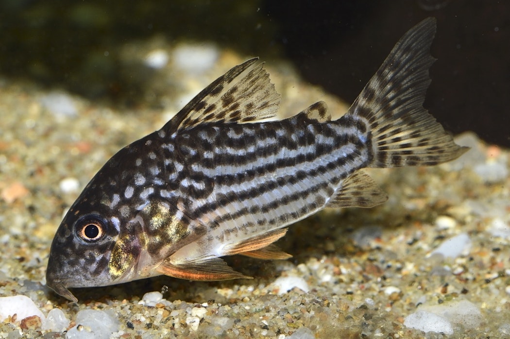 sterbascorydorascorydorassterbai-afreshwateraquariumcatfish-2