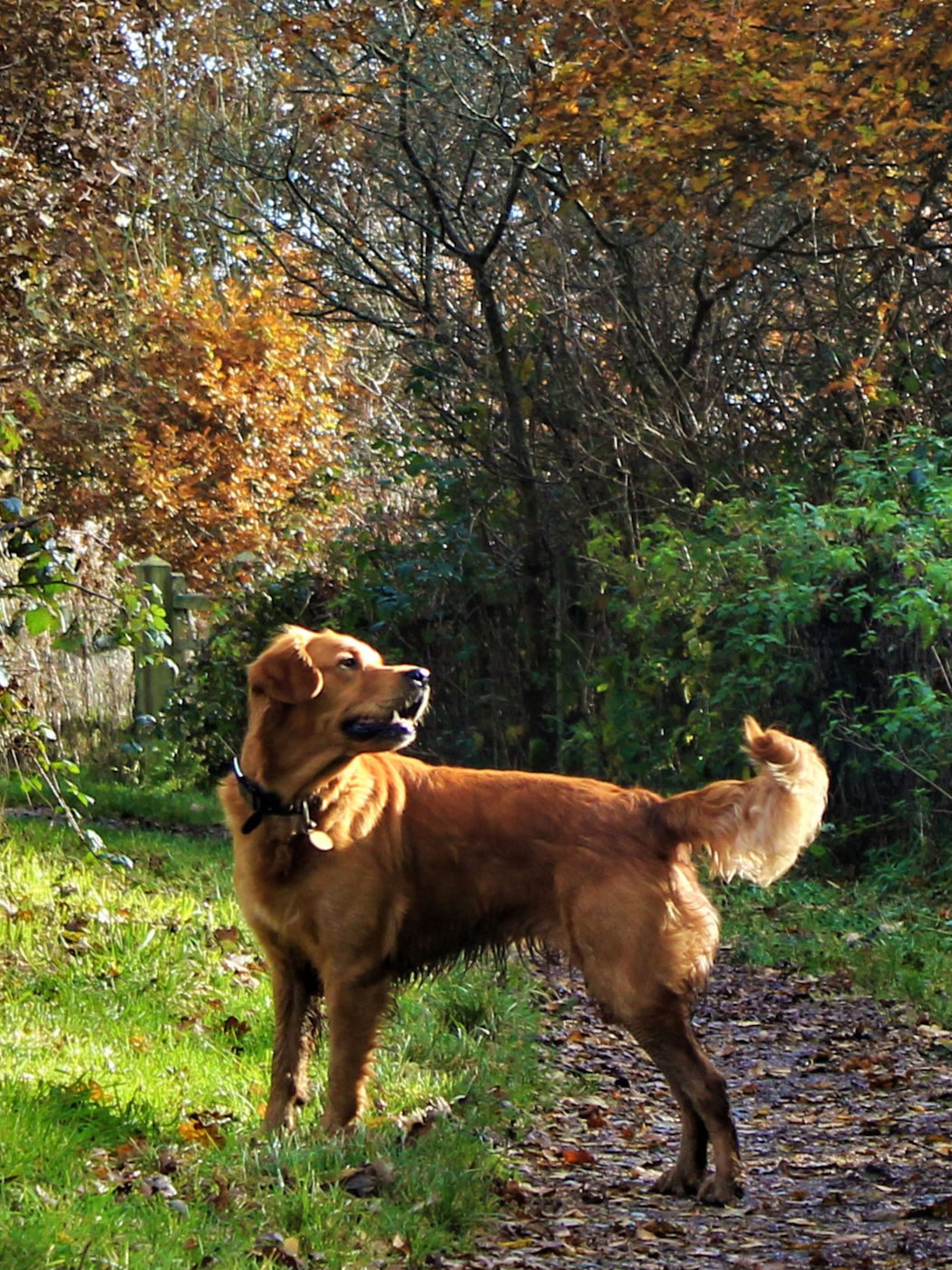 goldenretrieveriskogen