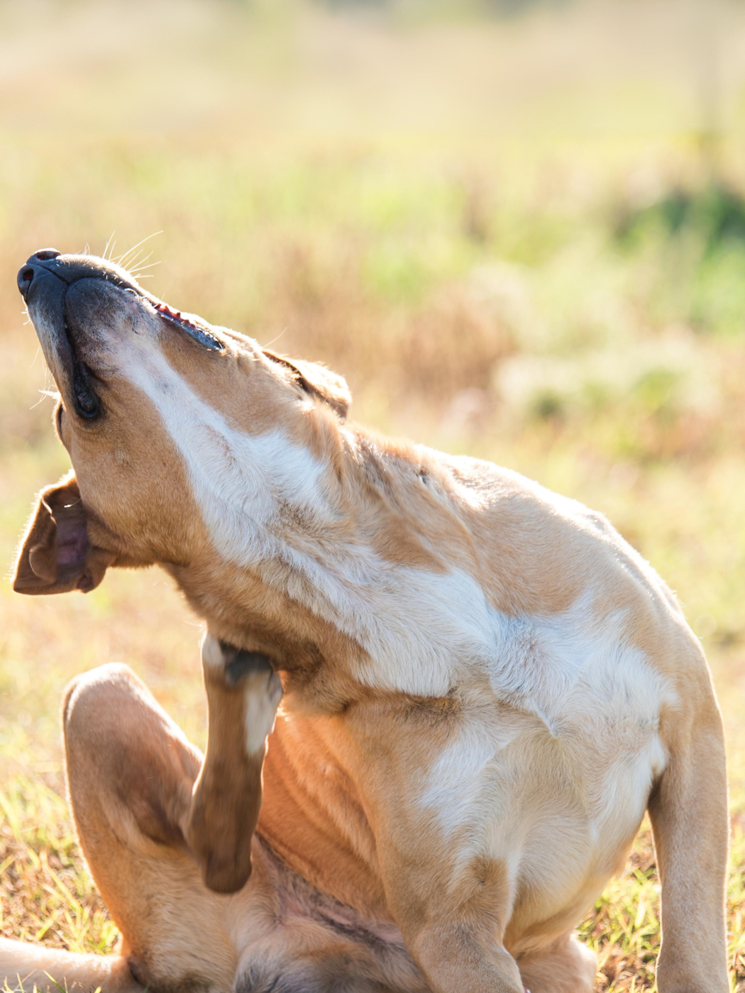 kliandehund-1