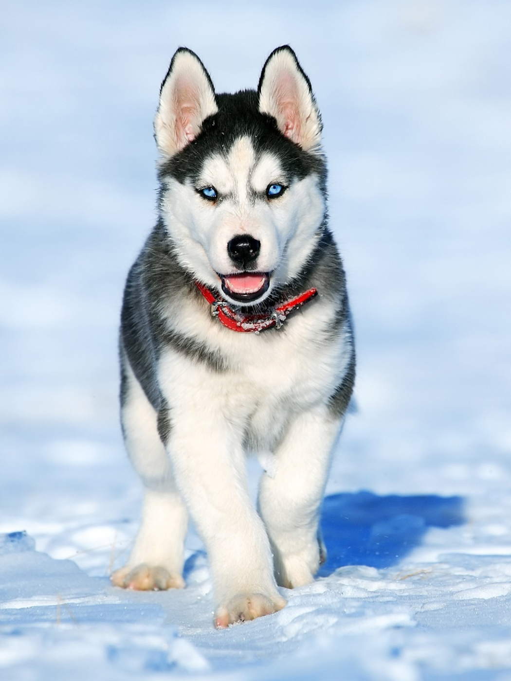 husky