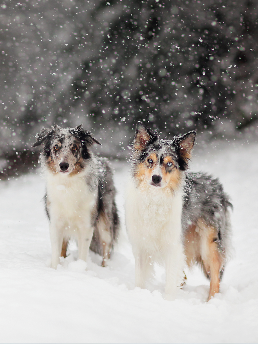 australianshepherds