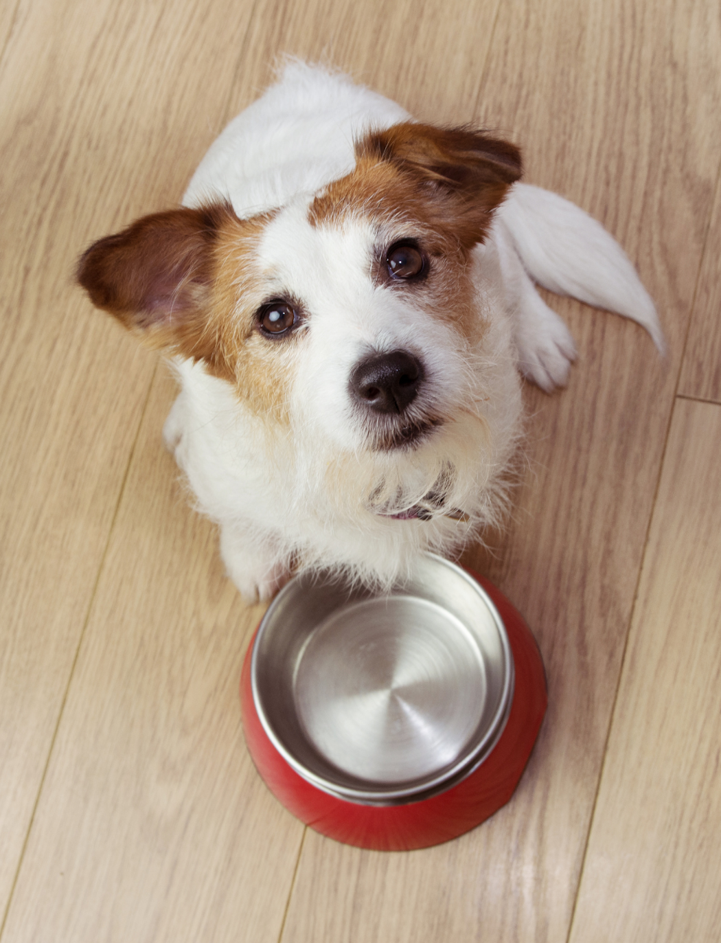 torrfoder-blotmat-eller-farskfoder-till-hund-1