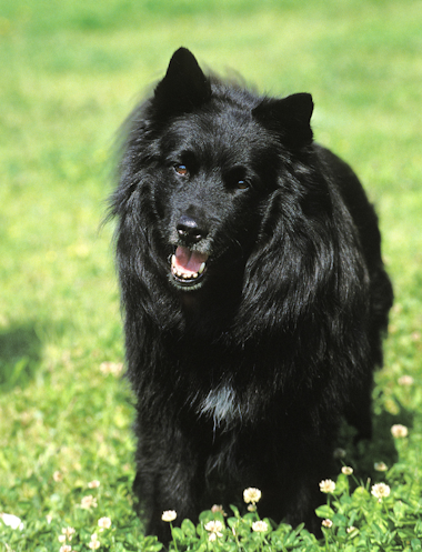 Slapp Hund Svensk lapphund – Fakta, historie og stell av svensk lapphund. Stor guide!