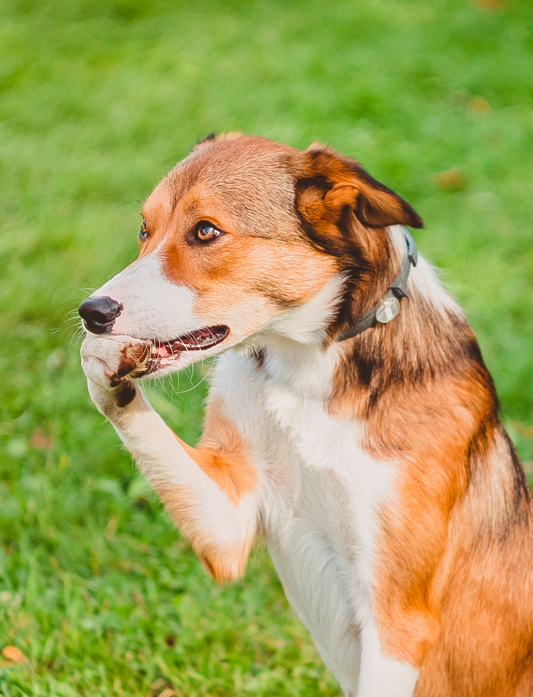 tecken-pa-att-min-hund-ar-stressad