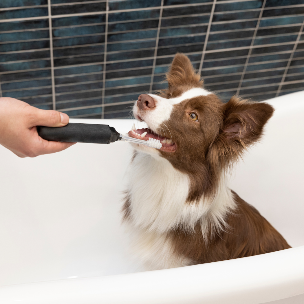 inko%cc%88pslista-hund-hygien