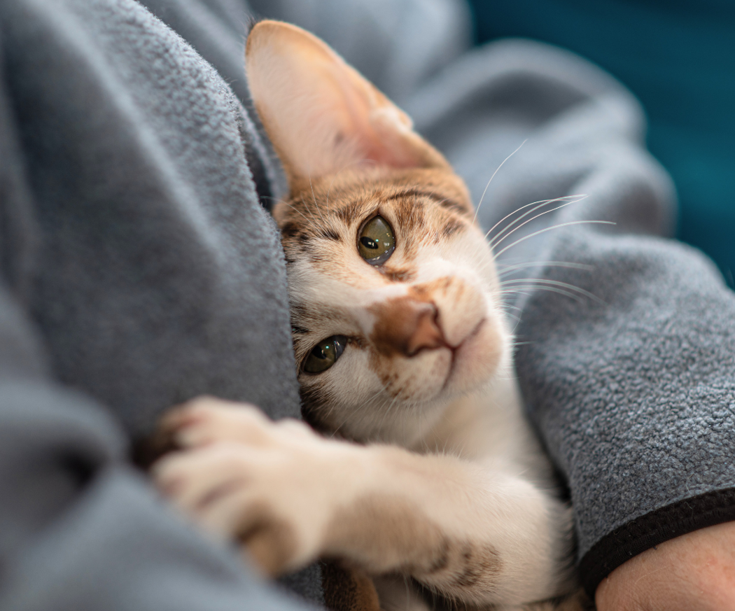att-skaffa-husdjur-katt