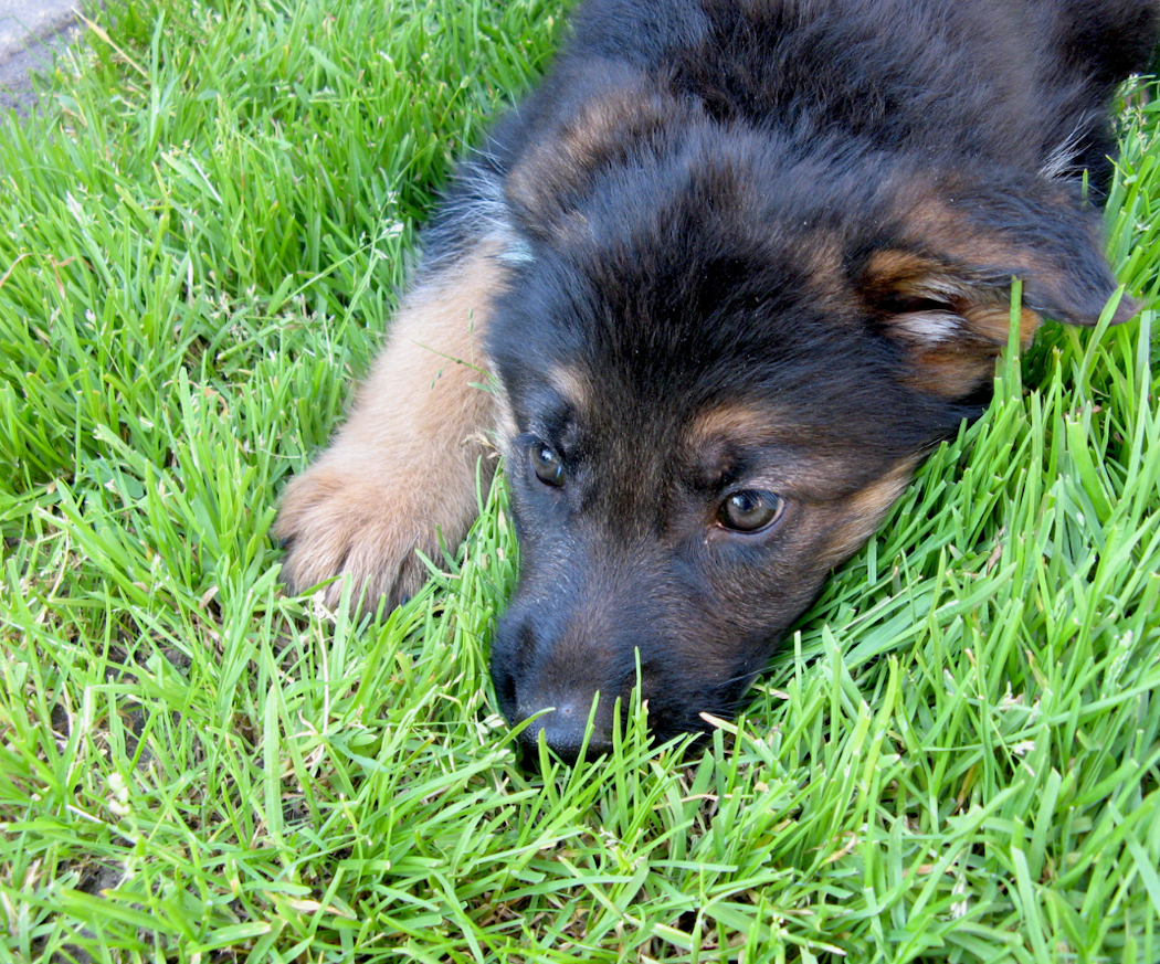 puppy-blues-artikel