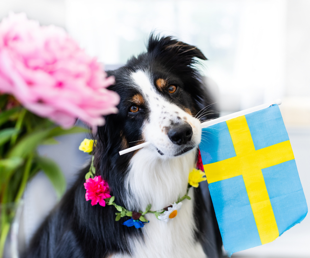 midsommarens-faror-husdjur-zoo