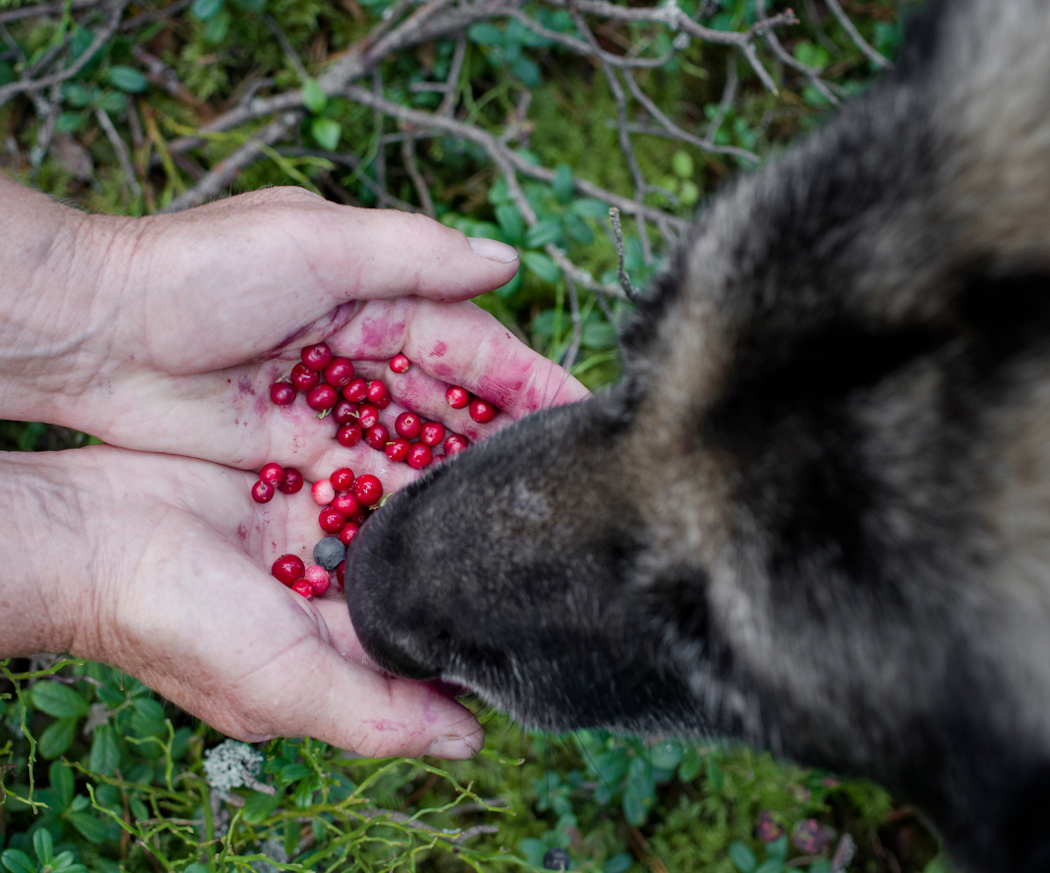 frukt-och-gro%cc%88nt-hundar-och-katter-kan-a%cc%88ta-artikel