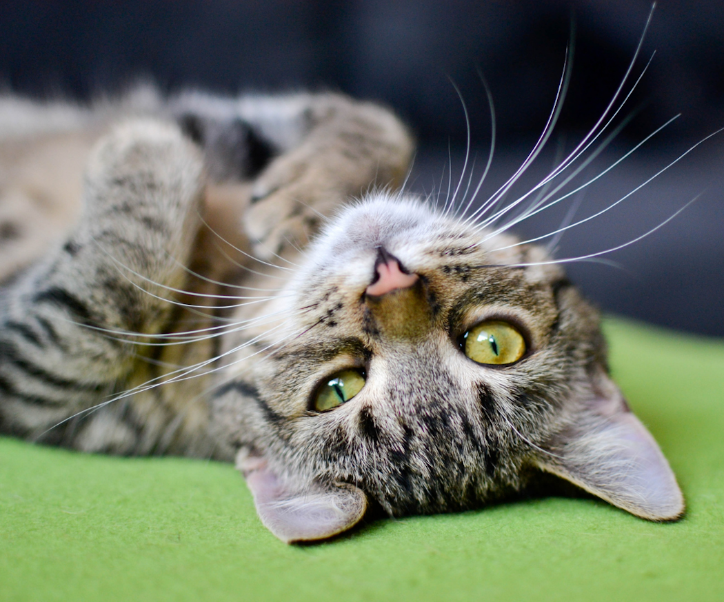 katt-urinva%cc%88gsinfektion-artikel-zoo