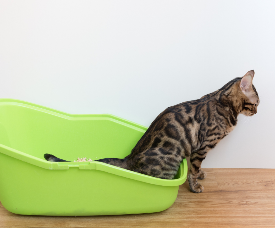 katt-urinva%cc%88gsinfektion-artikel