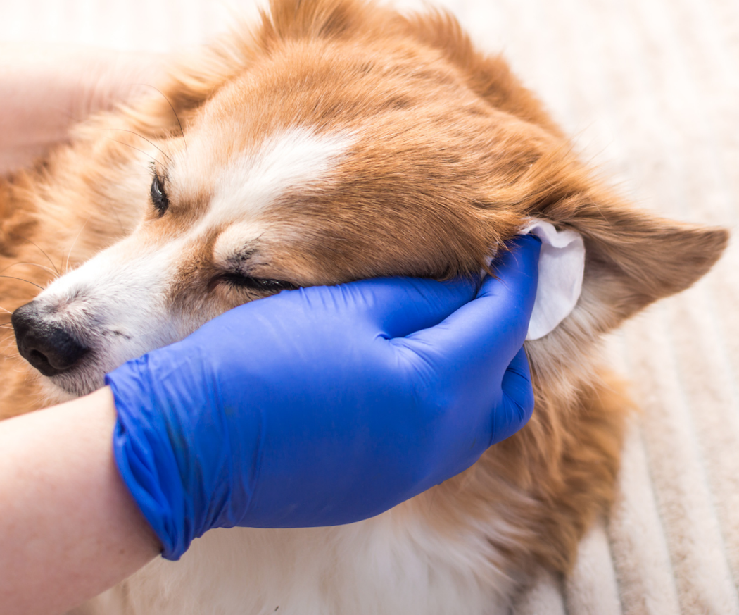 behandla-o%cc%88roninflammation-hund