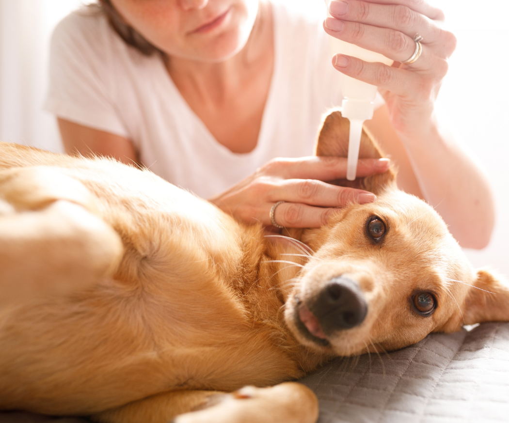 hund-med-o%cc%88roninflammation