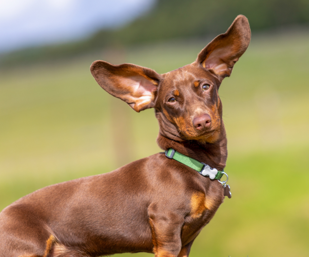 o%cc%88roninflammation-hund-tax
