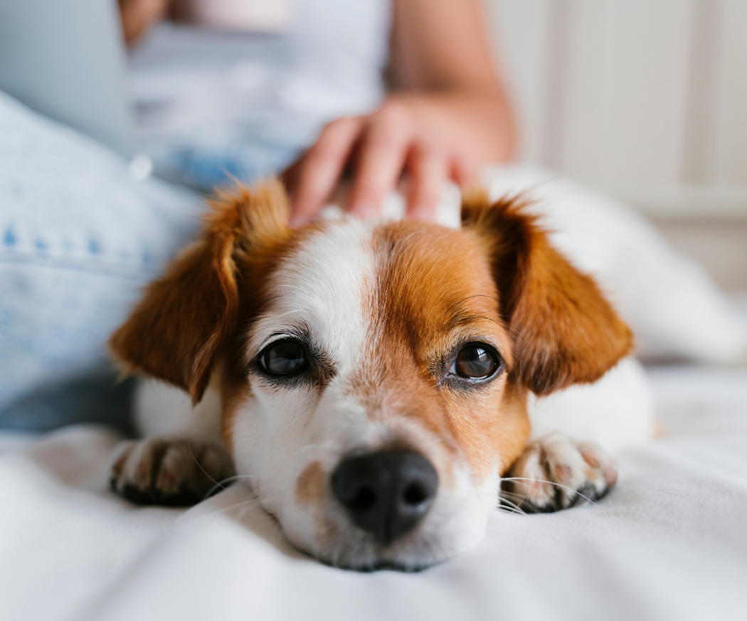 hur-la%cc%88nge-lo%cc%88per-en-hund_-olika-faser