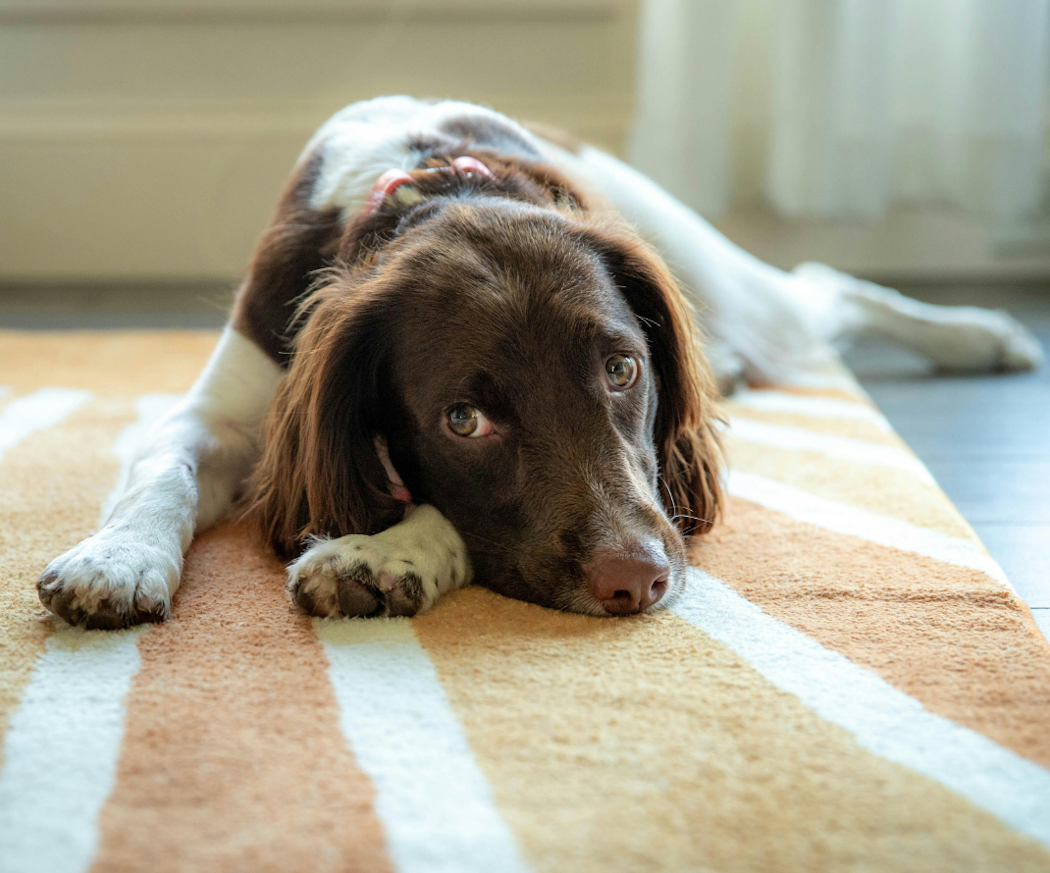 hur-la%cc%88nge-lo%cc%88per-en-hund_-symtom