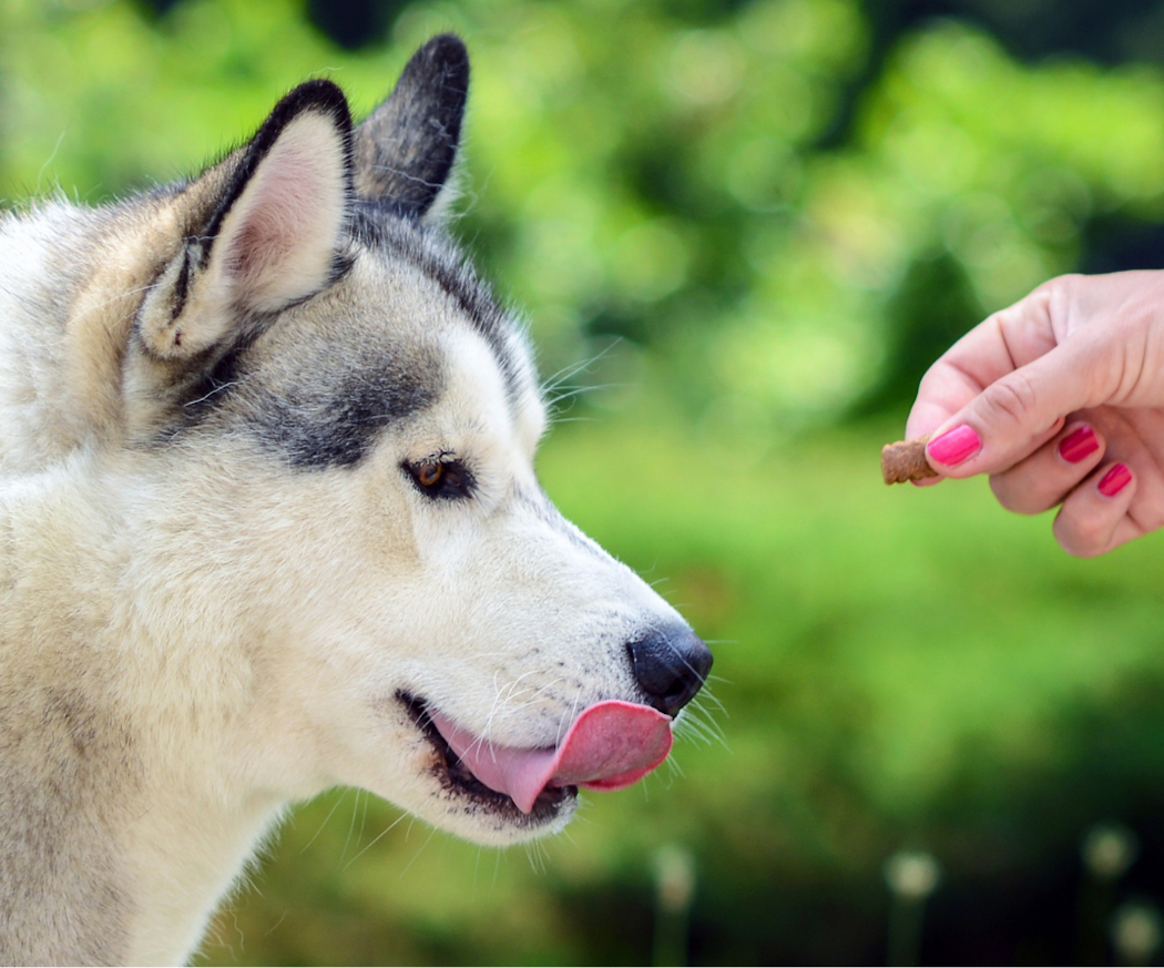 hur-tra%cc%88nar-man-skvallertra%cc%88ning