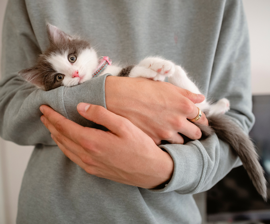 ta%cc%88nka-pa%cc%8a-na%cc%88r-man-skaffar-katt