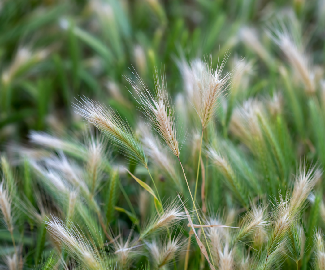 vad-a%cc%88r-foxtail