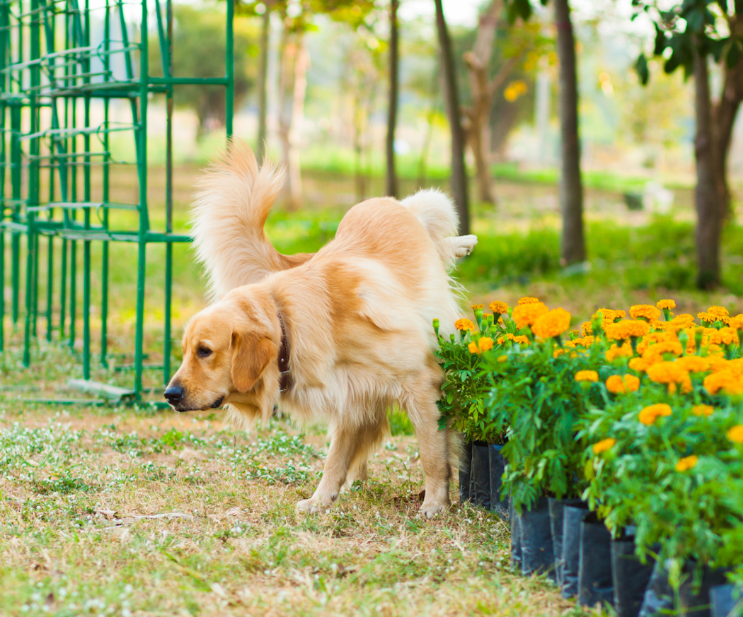 artikel_-urinva%cc%88gsinfektion-hund-behandling