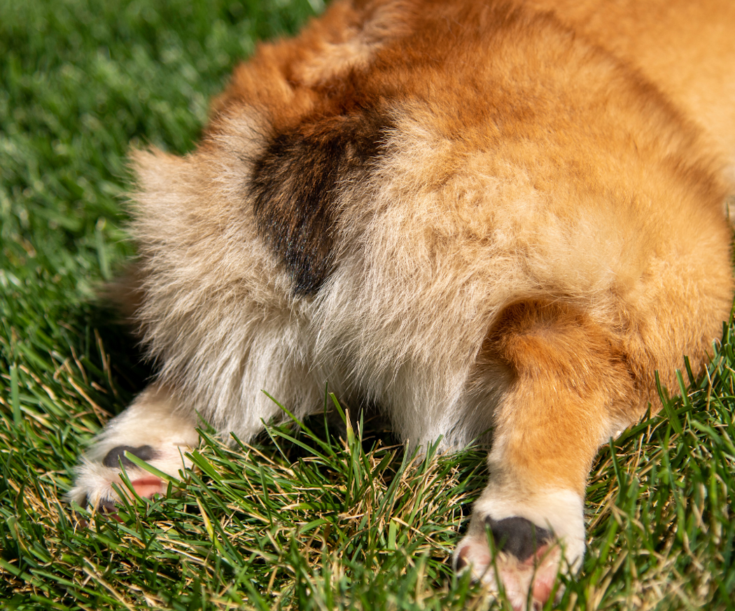 analsa%cc%88ckar-hund-symptom