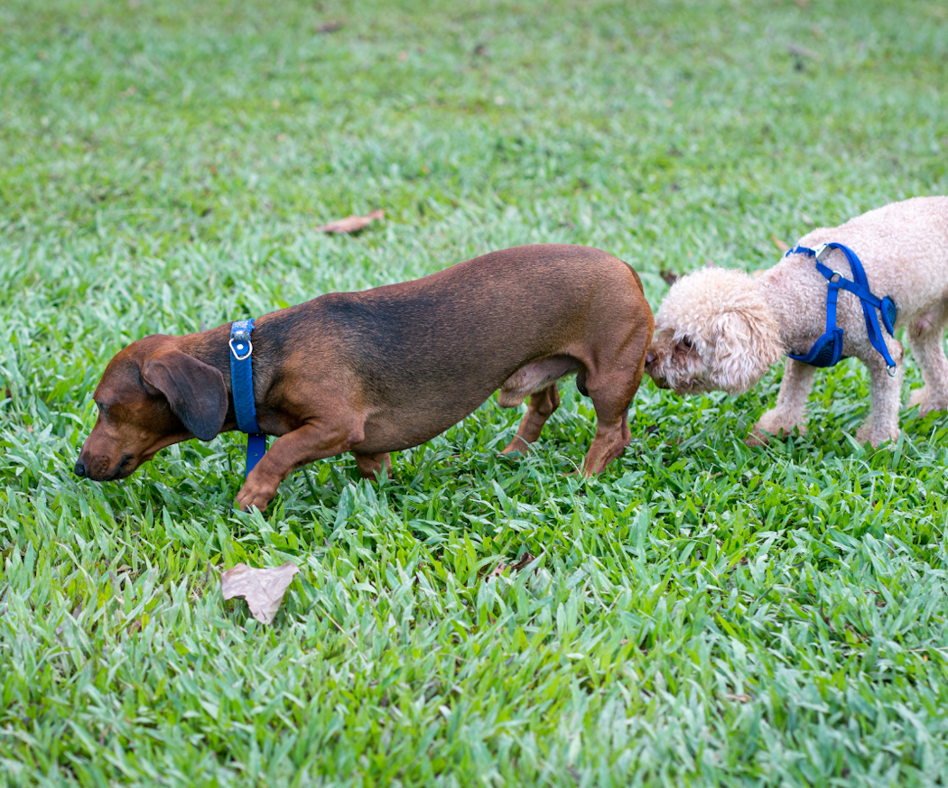 inflammerade-analsa%cc%88ckar-hund