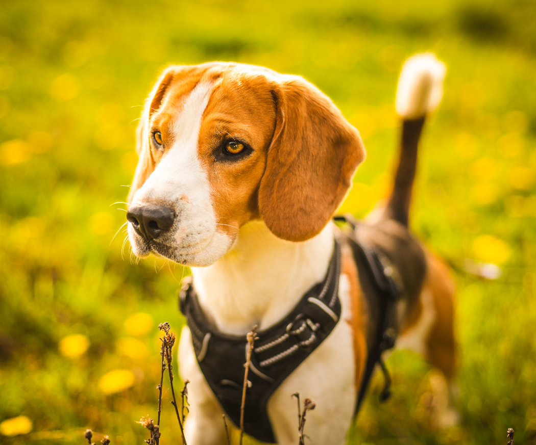 to%cc%88mma-analsa%cc%88ckar-hund