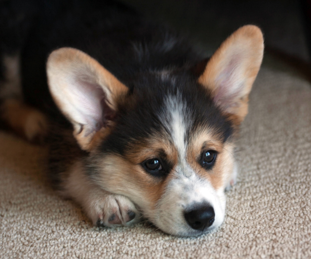 artikel-fo%cc%88rstoppning-hund-fo%cc%88rebyggande-a%cc%8atga%cc%88rder