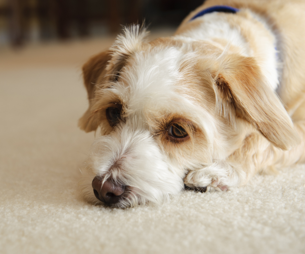 fo%cc%88rstoppning-hund-orsaker