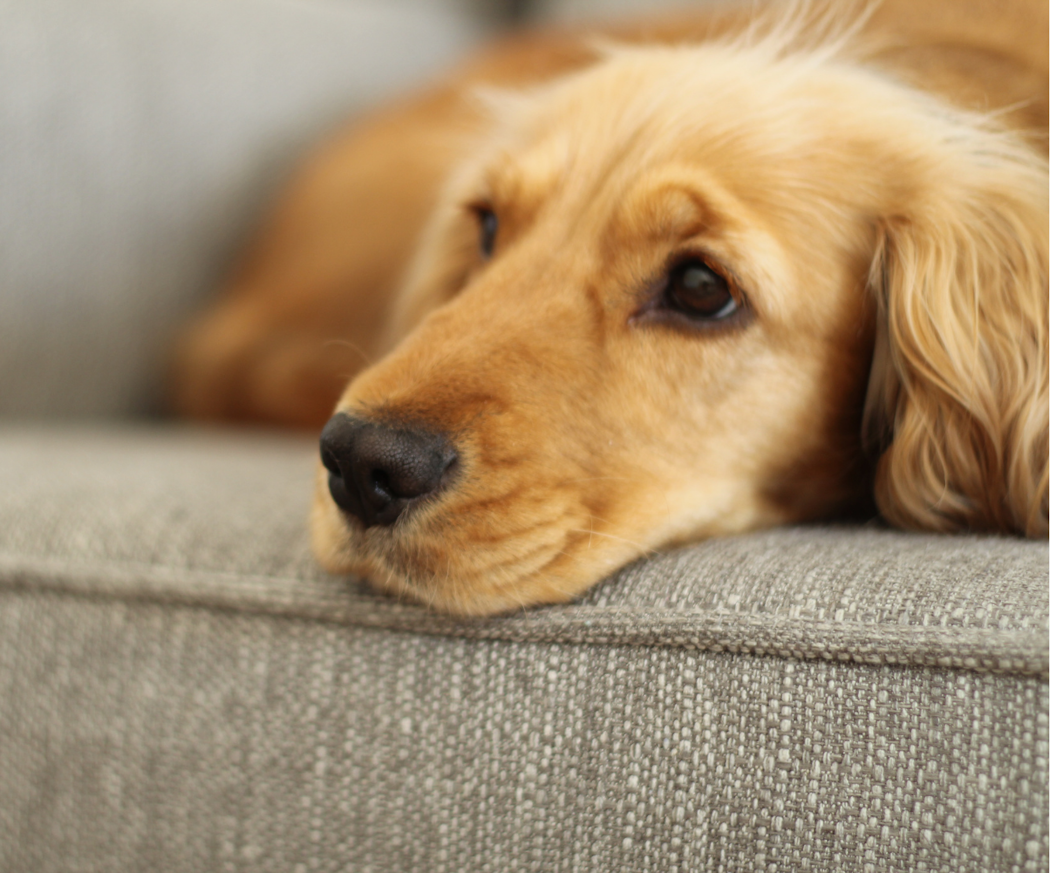 behandling-av-juvertumo%cc%88r-hos-hund