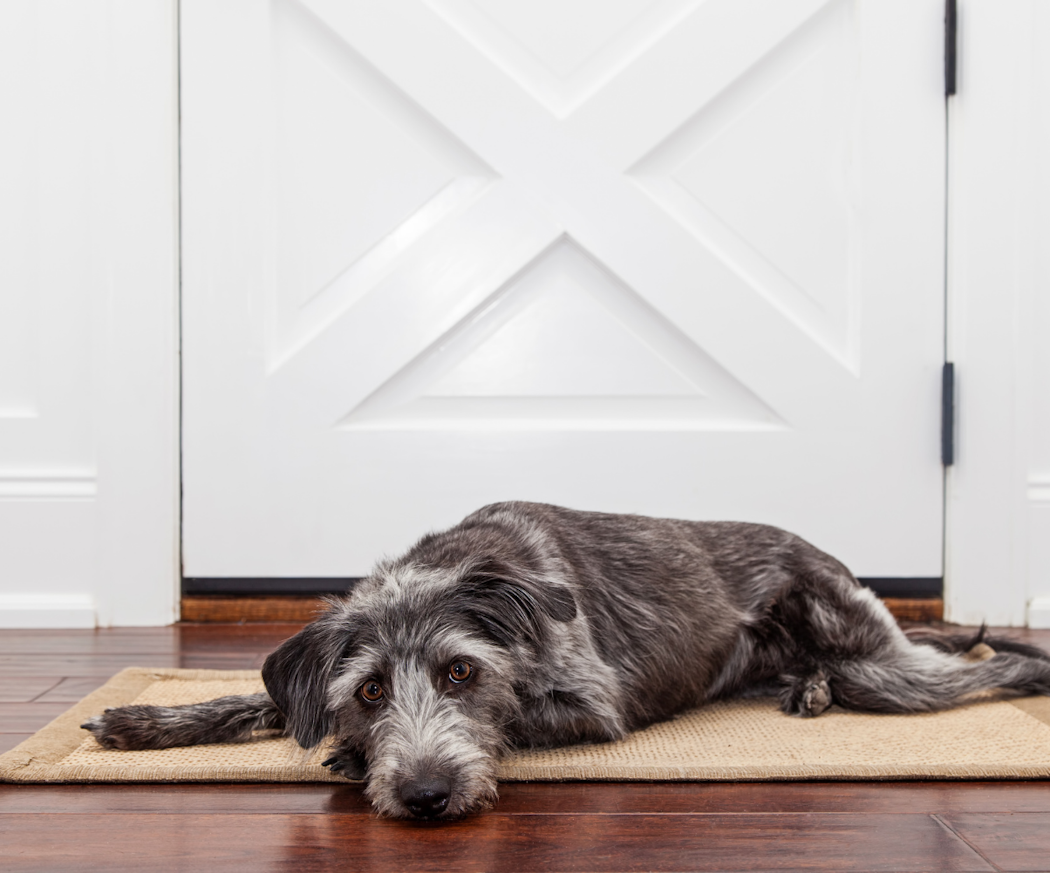 vad-a%cc%88r-en-juvertumo%cc%88r-hos-hund