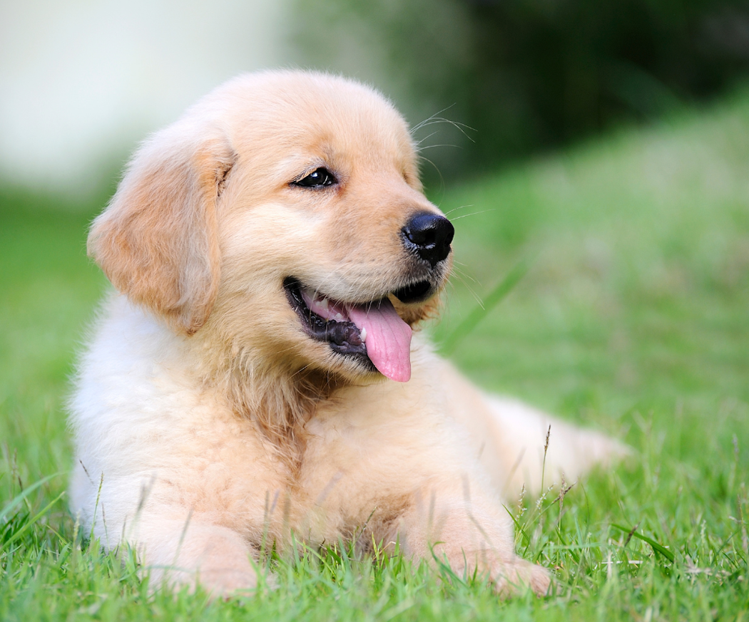 artikel-sa-hjalper-du-din-valp-genom-tandbytet